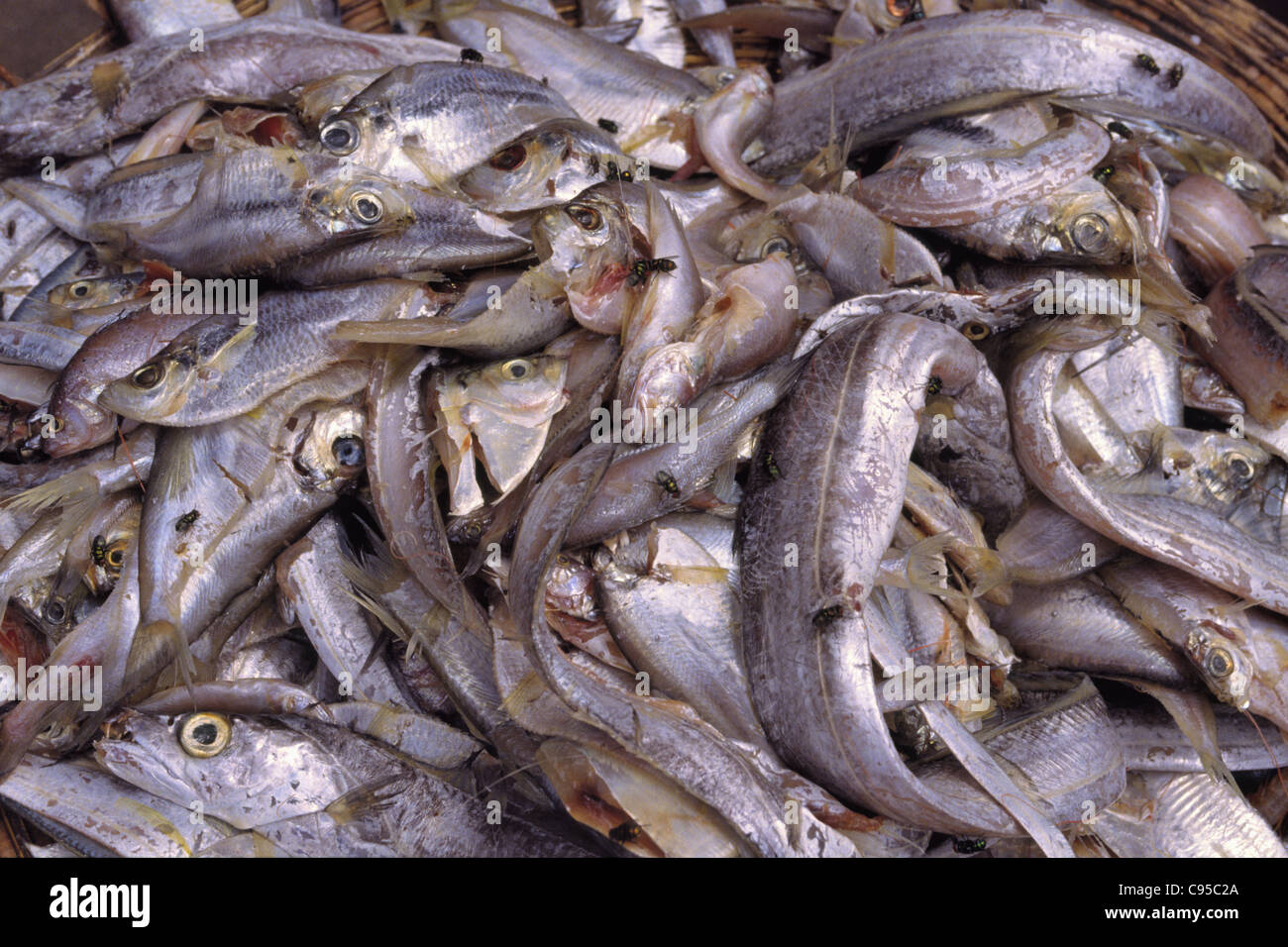 Pour la vente du poisson, Lagos. Banque D'Images