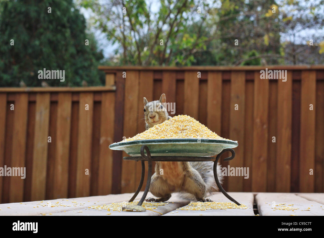 Une photo amusante d'un écureuil avec un grand bol de maïs. Banque D'Images