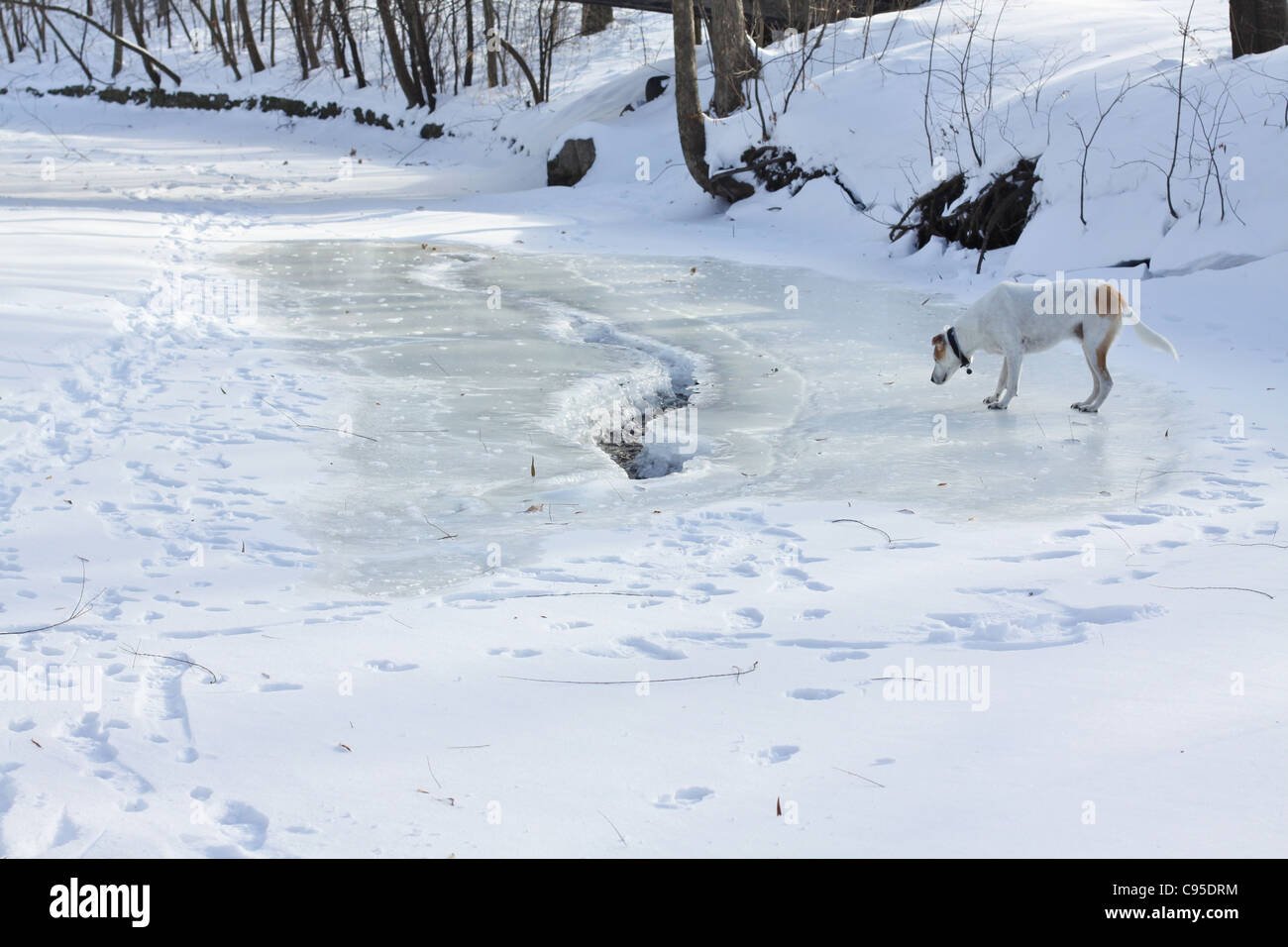 Un chien marchant sur un ruisseau gelé. Banque D'Images