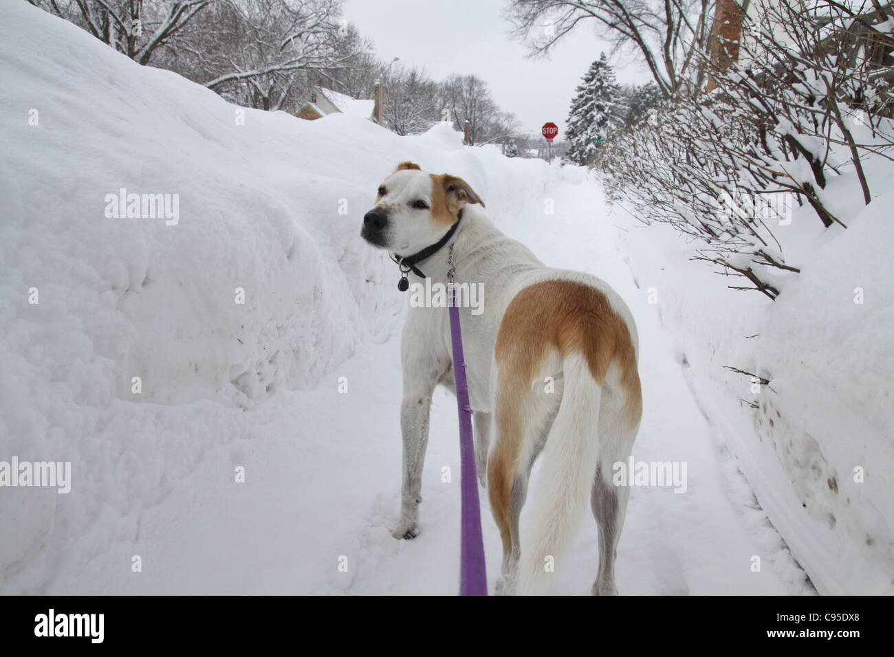 Un chien que personne dans la neige à Minneapolis. Banque D'Images