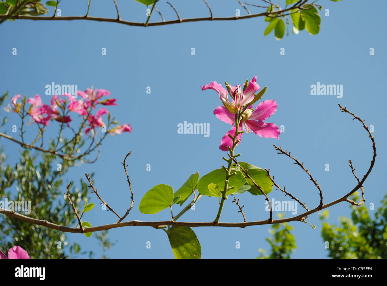 Orchid tree blossom (Bauhinia variegata) Banque D'Images