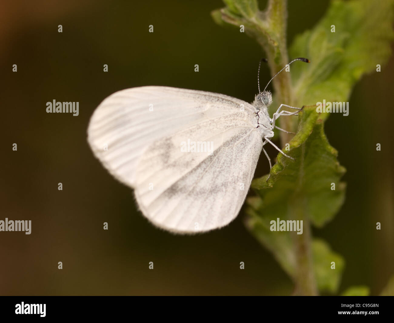 Portrait de bois horizontales, blanc Leptidea sinapis. Ffemale reposant sur une branche. Banque D'Images