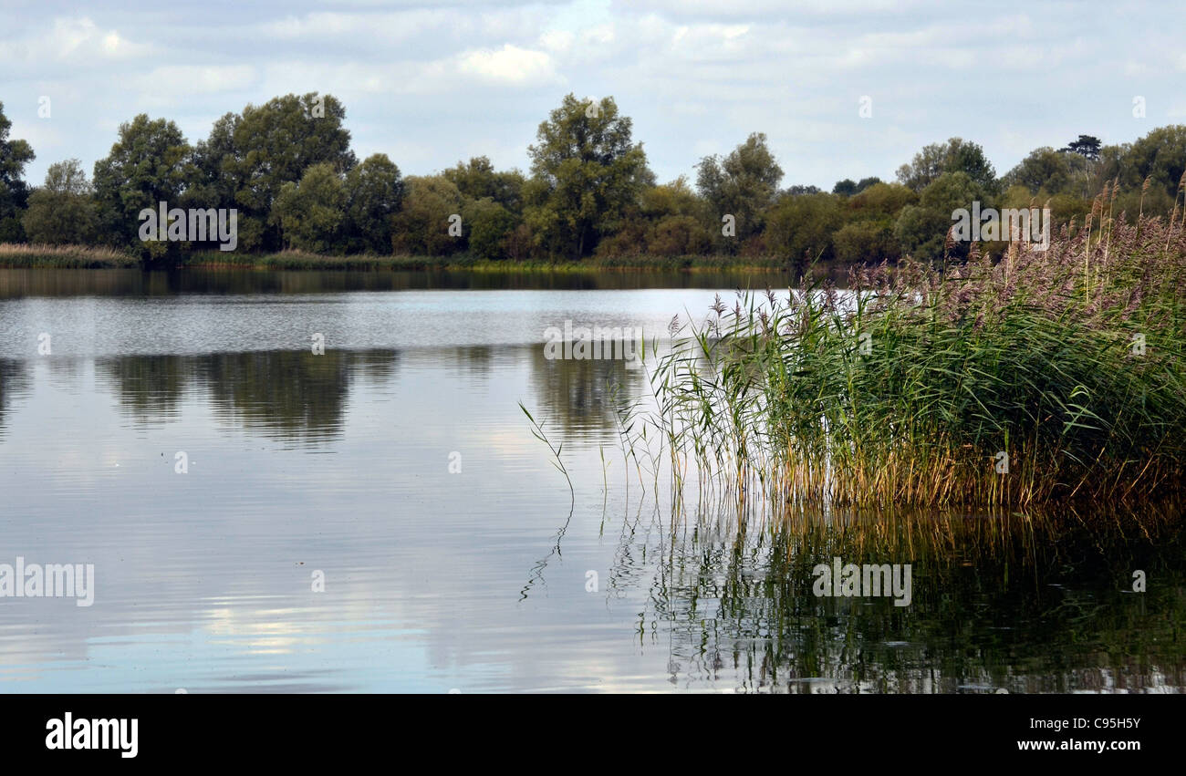 Réserve d'oiseaux à fen drayton cambridgshire united kingdom Banque D'Images