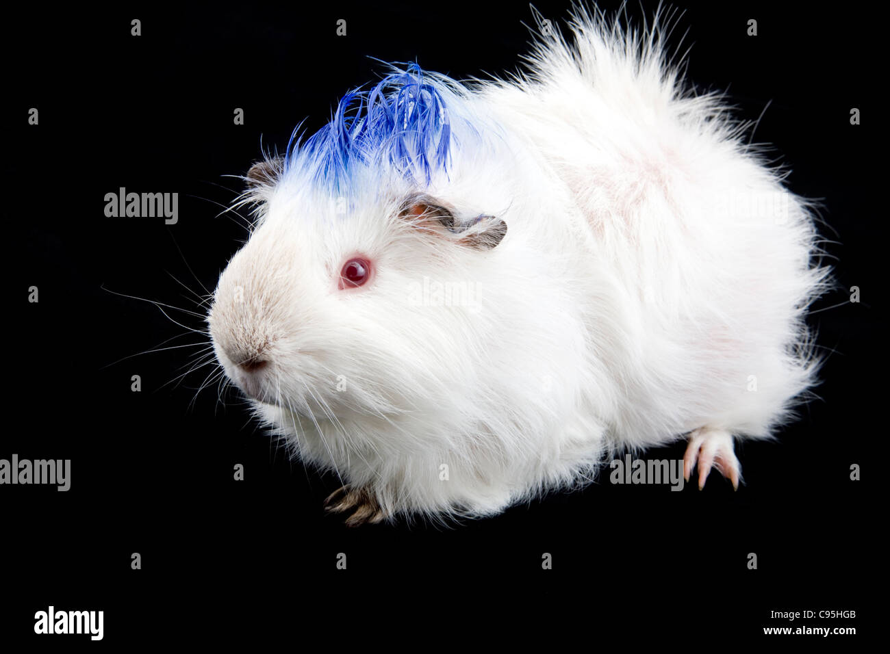 Blanc Mignon Cobaye Albinos Avec Fourrure Style Mohawk Bleu Side View Photo Stock Alamy