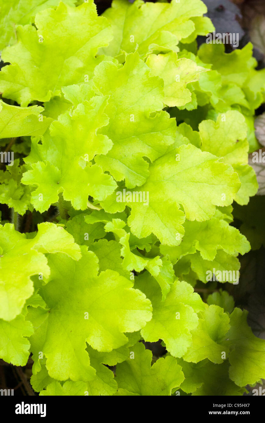 Heuchera 'Lime Marmalade' plante vivace avec or jaune vert robe jolie feuilles à froufrous pour jardin d'ombre Banque D'Images