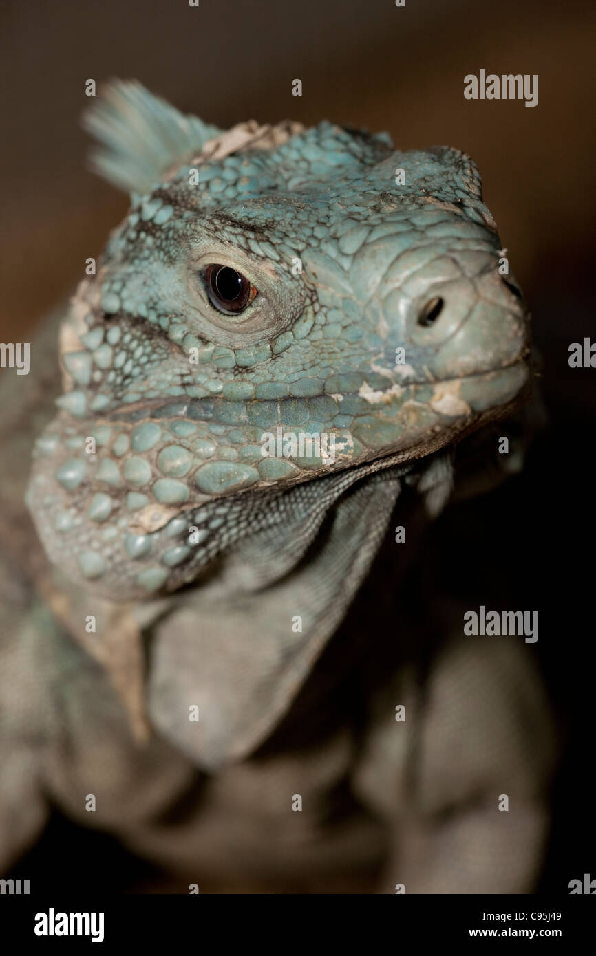 Une Grand Cayman Iguana (Cyclura lewisi) Banque D'Images