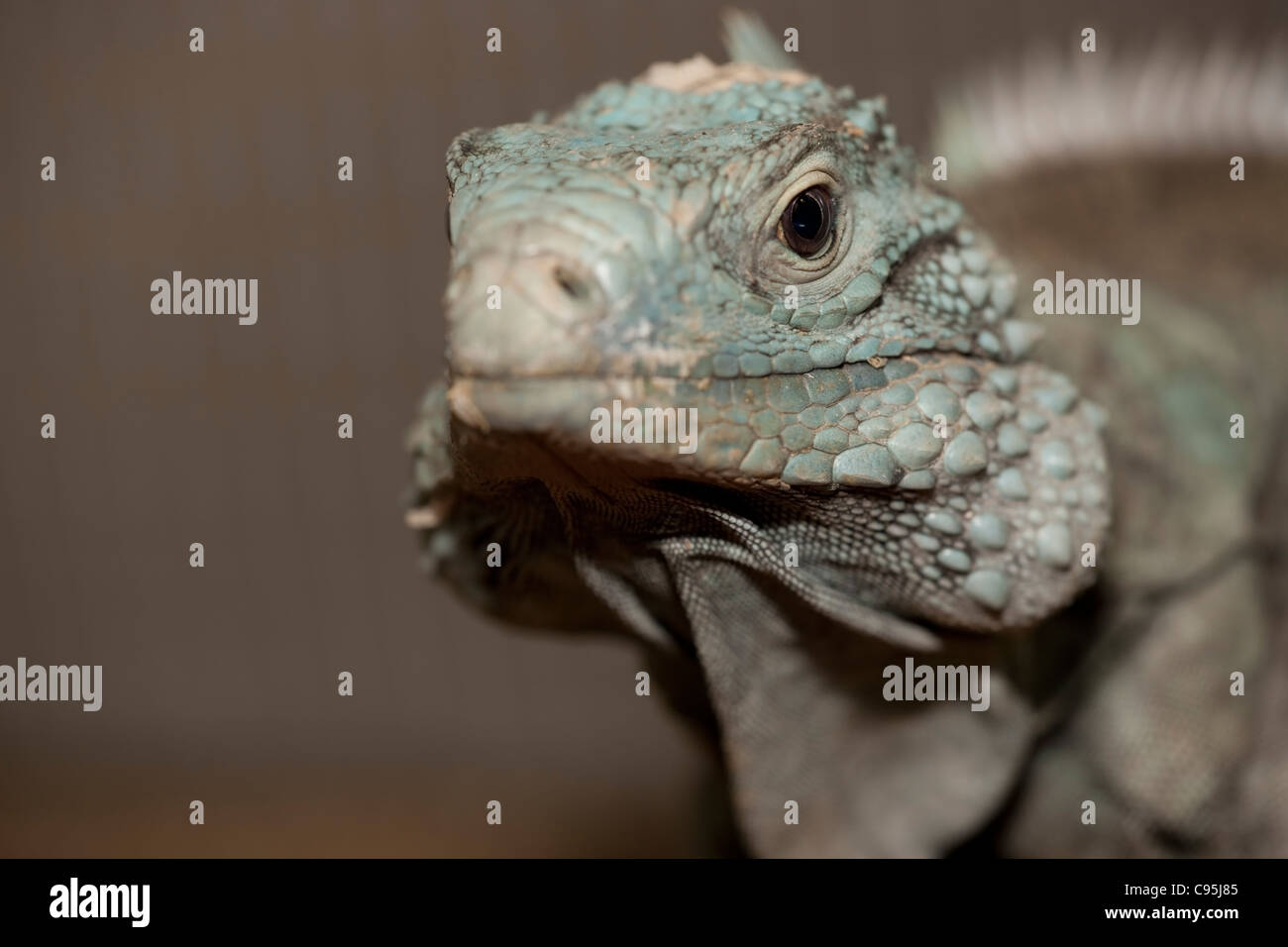 Une Grand Cayman Iguana (Cyclura lewisi) Banque D'Images