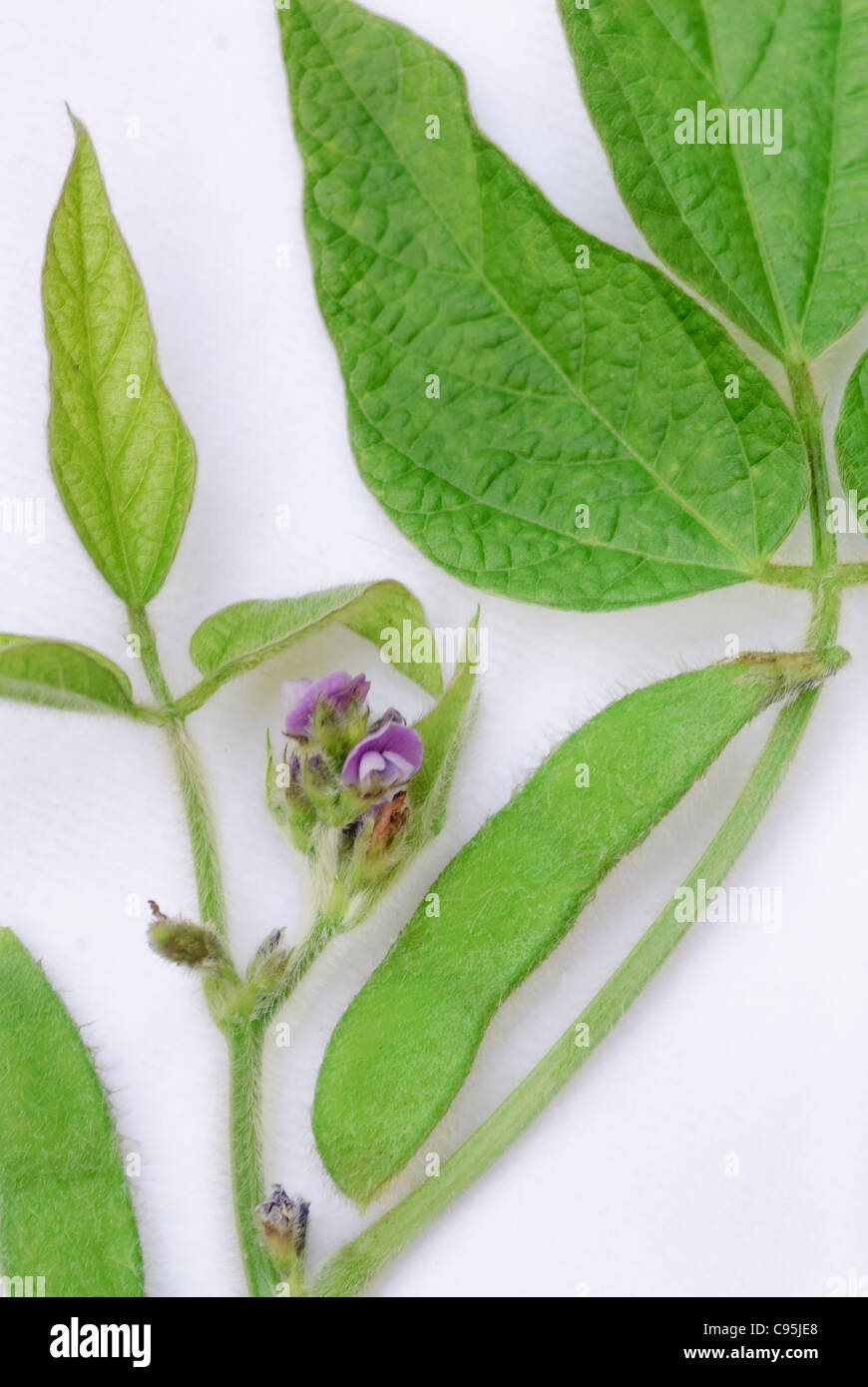 Parties de la plante de soja, haricots, fleurs, feuilles feuille macro détails sur fond blanc, Glycine max Banque D'Images
