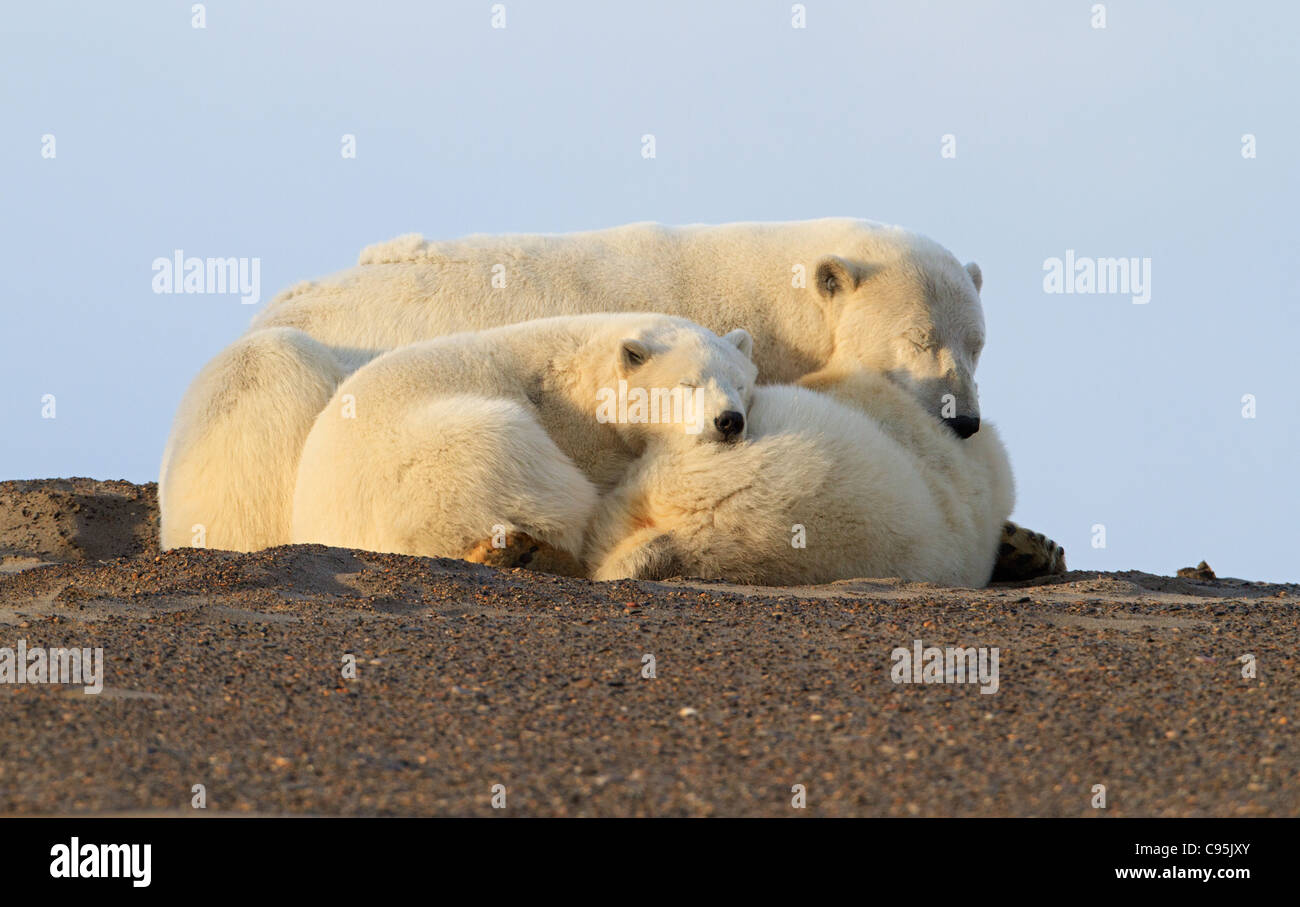 Ours Polaire Sur Une Image De Plage Image de l'ours polaire famille dormir sur la plage Photo Stock - Alamy