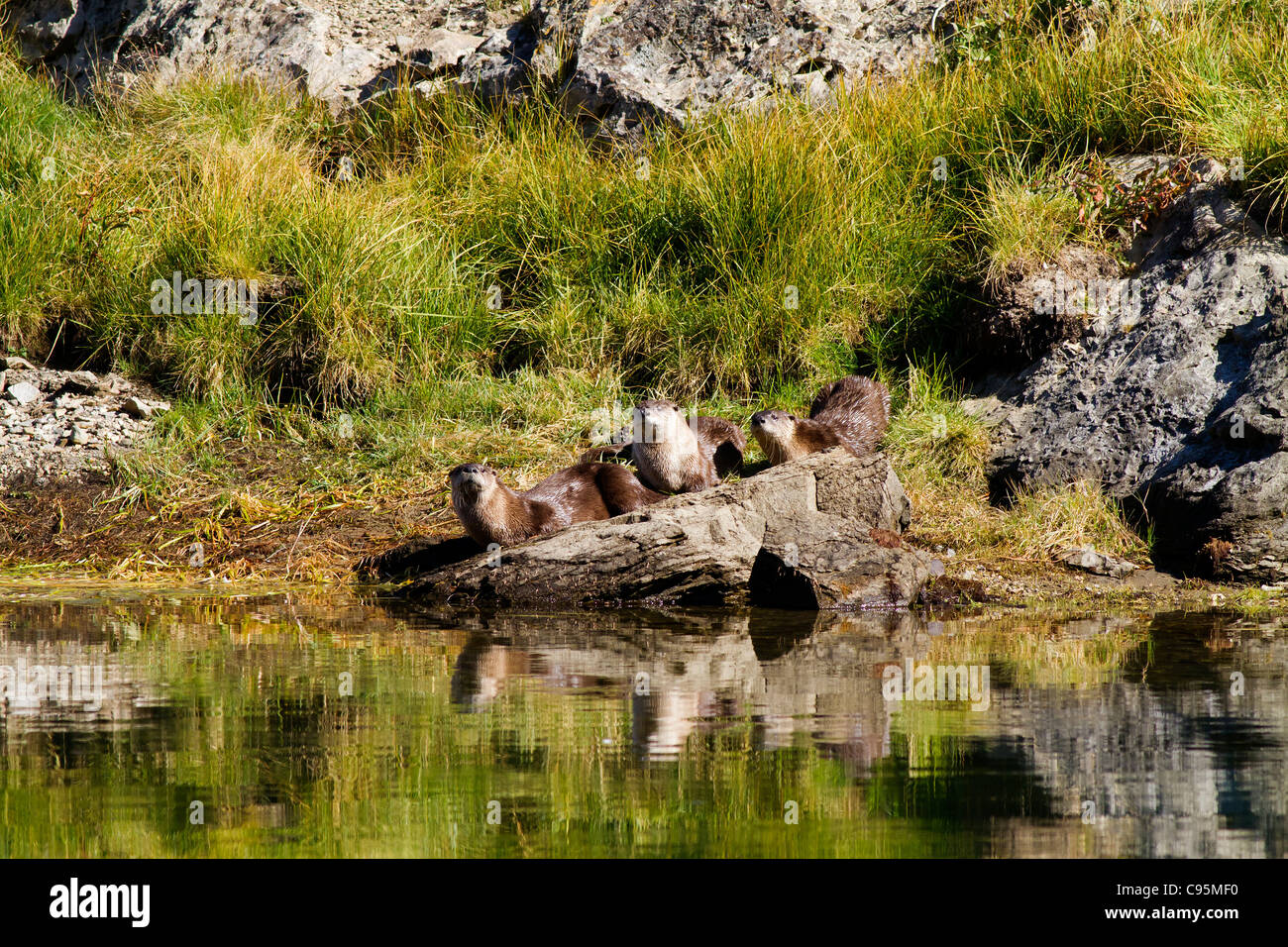 Sortir les loutres sur un rocher. Prendre une pause pour la baignade et de vérifier chaque un de l'autre côté de la rivière. Banque D'Images