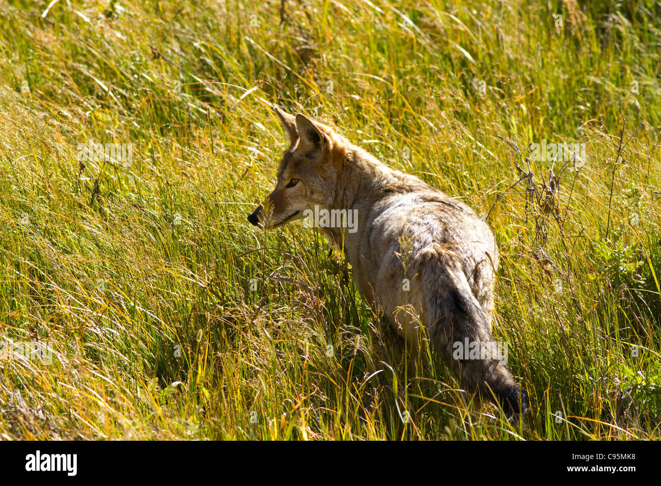 La chasse aux coyotes dans Yellowstone campagnols Banque D'Images
