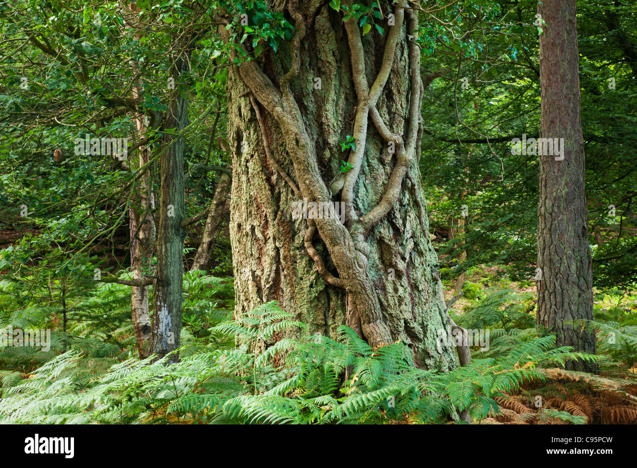 L'Angleterre, Hampshire, New Forest, tronc d'arbre couvert de vignes Banque D'Images