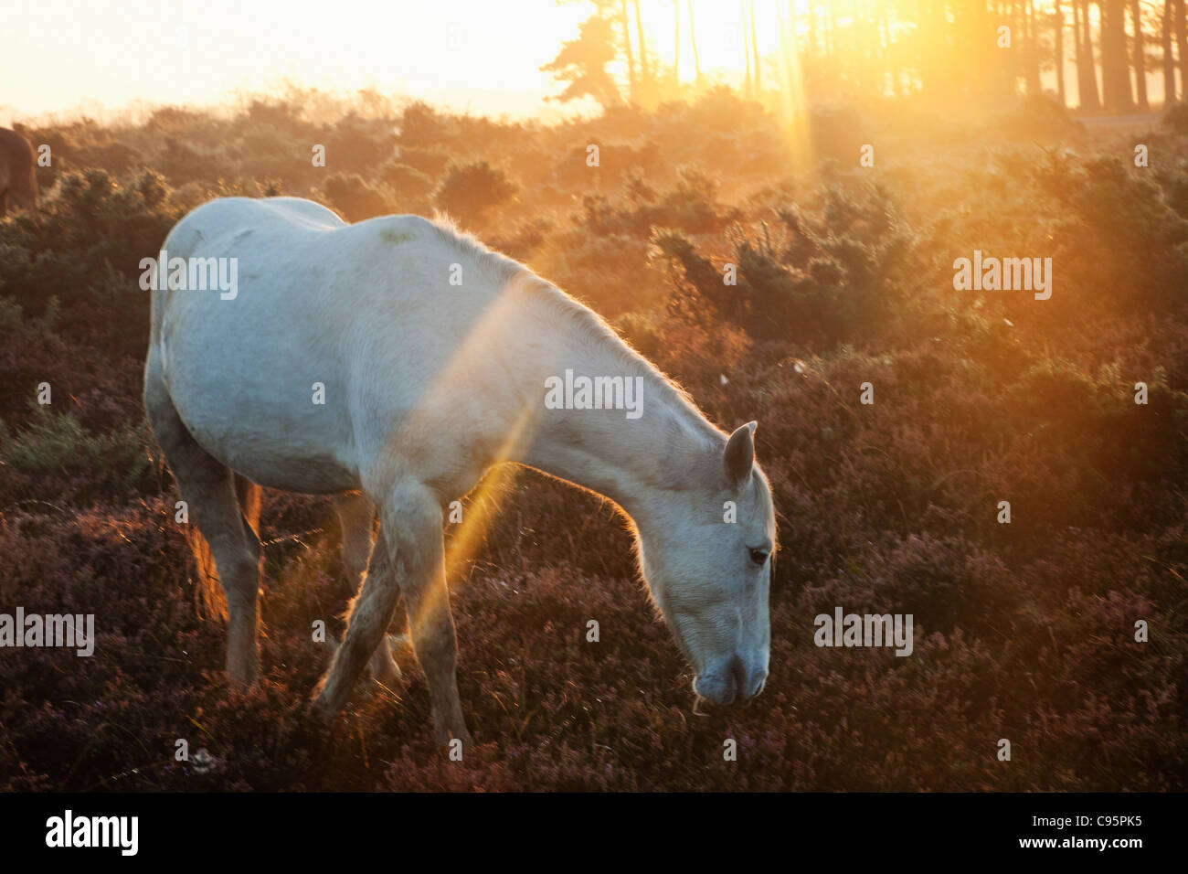 L'Angleterre, Hampshire, New Forest, poneys et le lever du soleil Banque D'Images