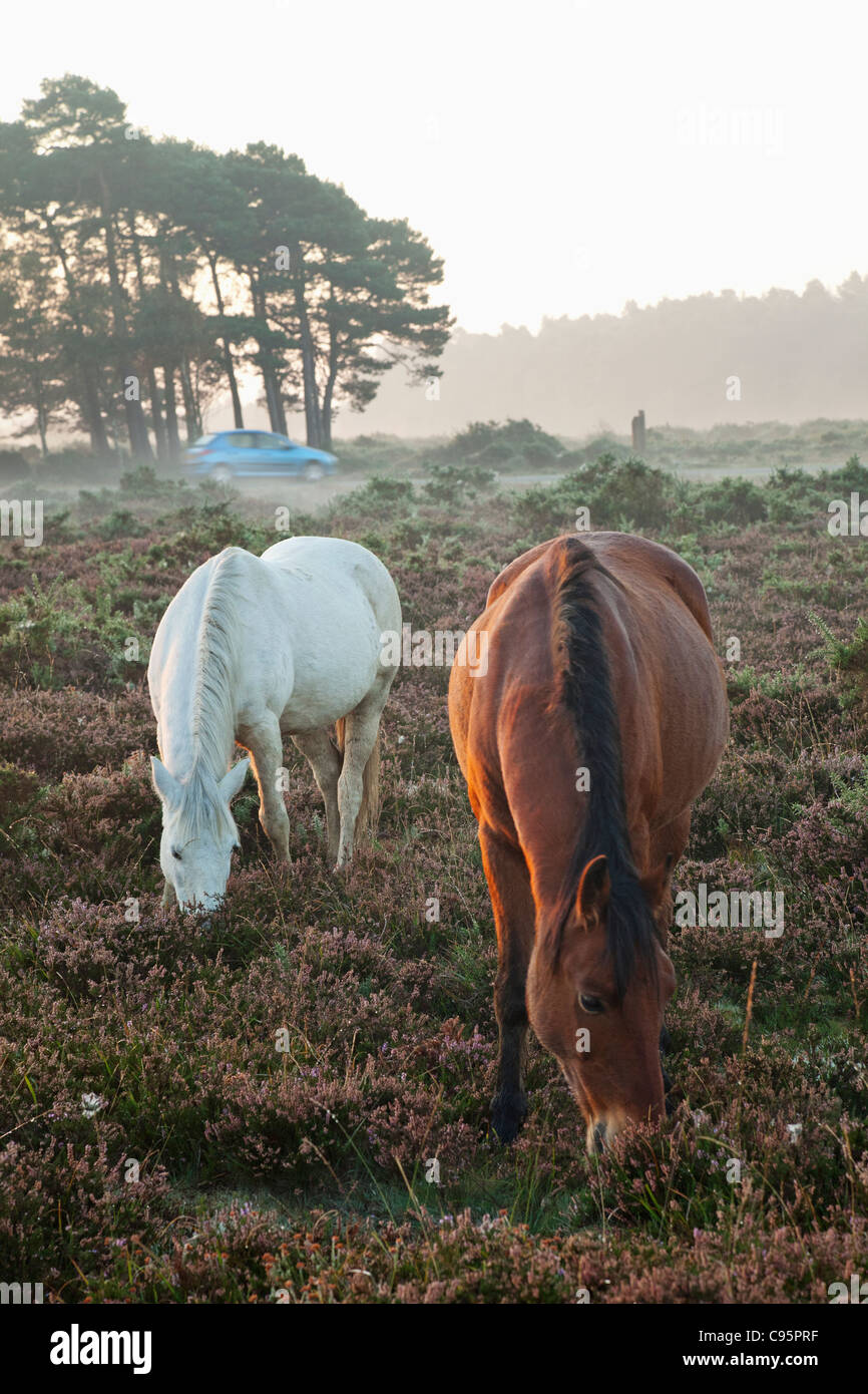 L'Angleterre, Hampshire, New Forest, poneys Banque D'Images