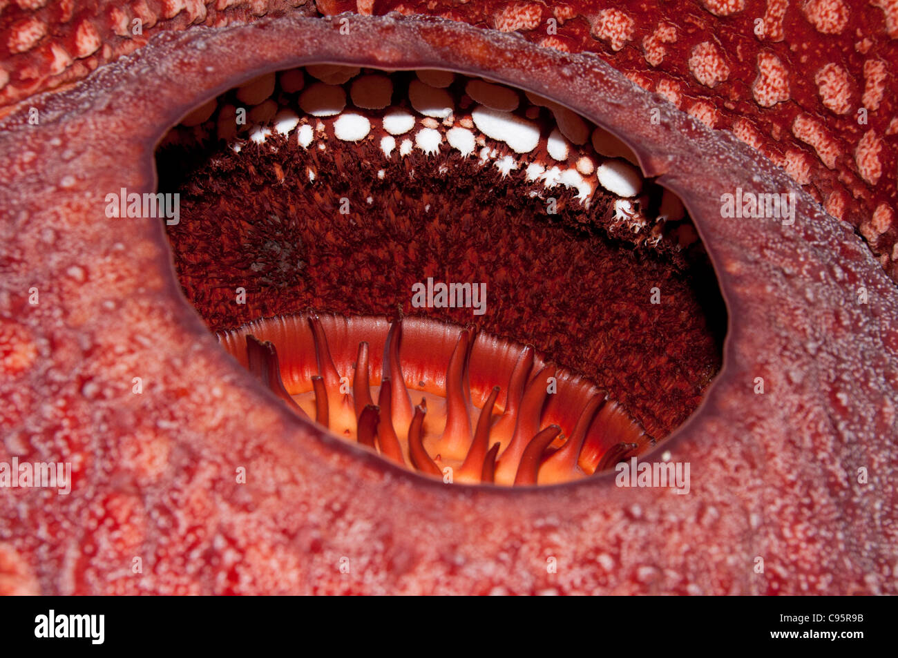 De Rafflesia arnoldii Close up flower à Sumatra Banque D'Images