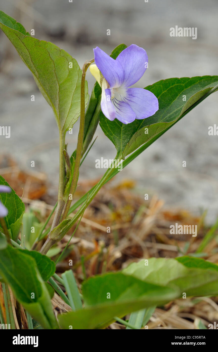 Fen ou Violet Violet - Viola persicifolia Turlough Banque D'Images