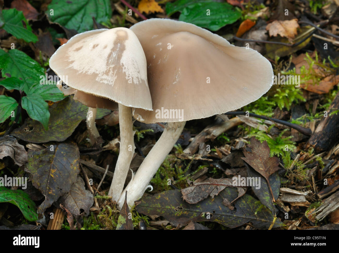 Brittlestem sarcocephala - Psathyrella champignons Banque D'Images