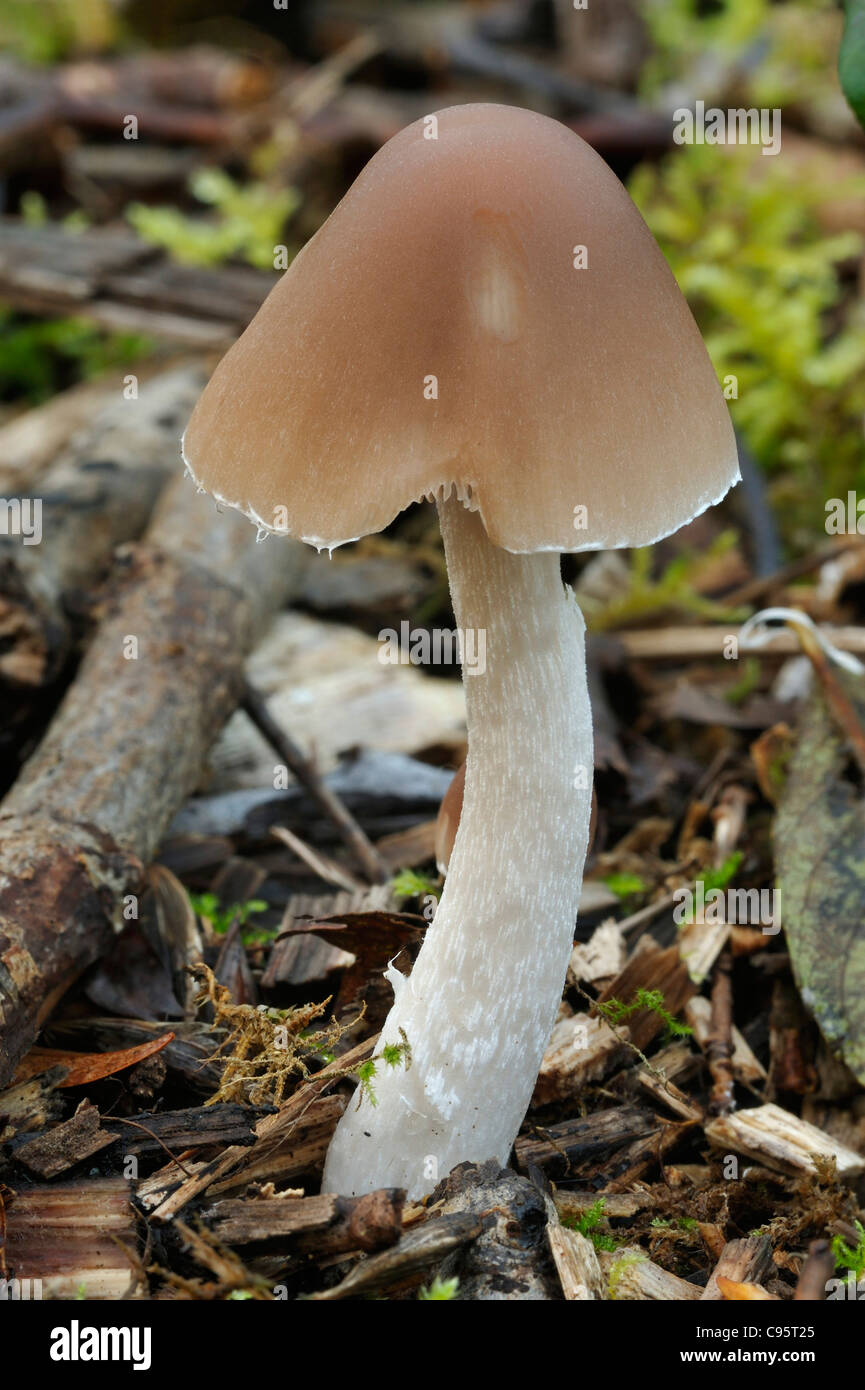 Un Brittlestem sarcocephala - Psathyrella champignons Banque D'Images
