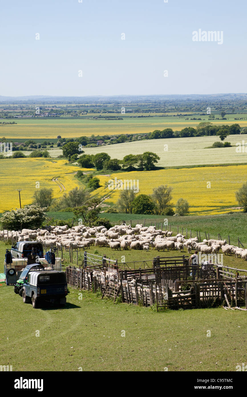 L'Angleterre, Kent, Romney Marsh, les moutons à la plume Banque D'Images