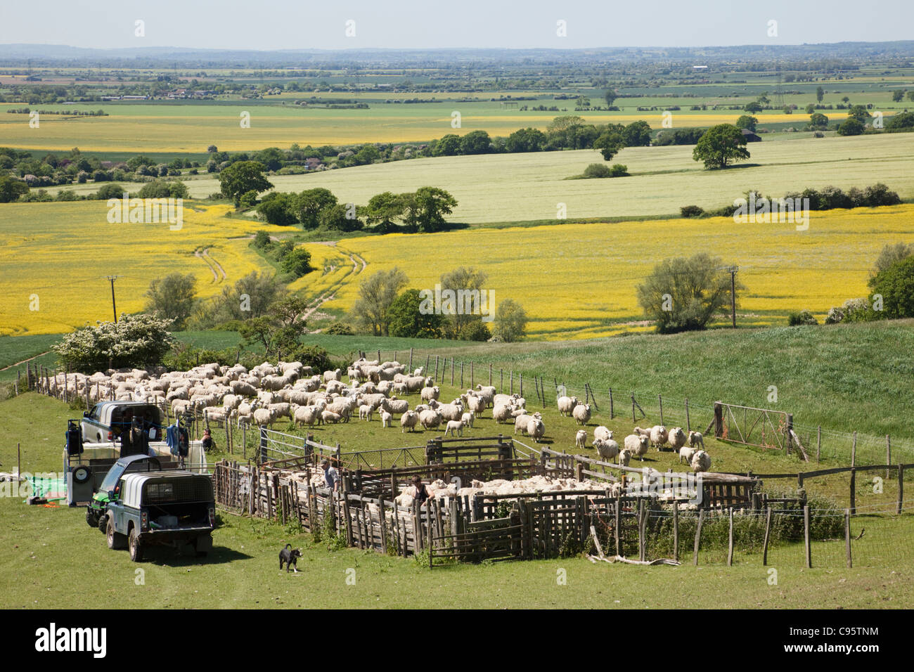 L'Angleterre, Kent, Romney Marsh, les moutons à la plume Banque D'Images