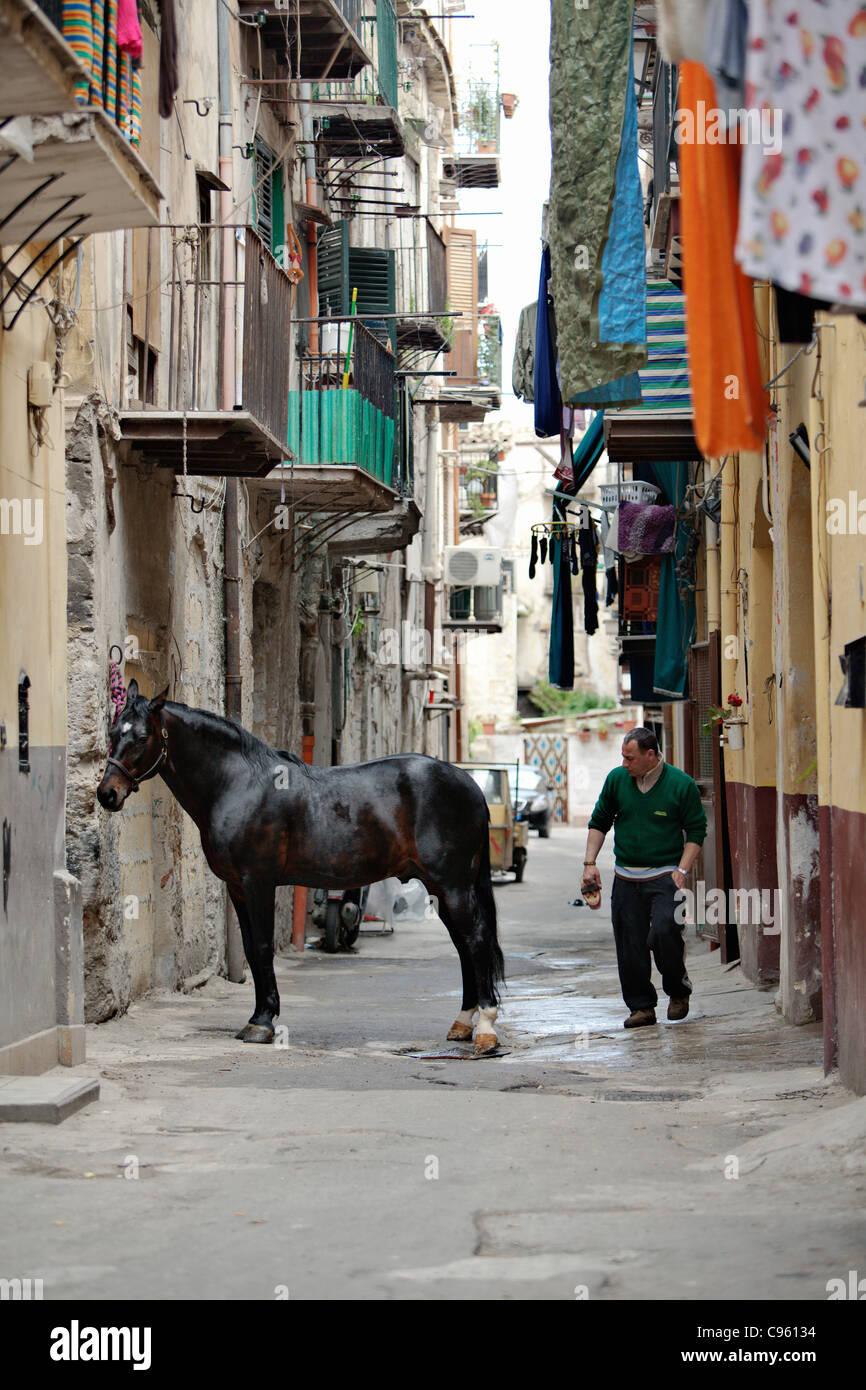 Qui prend soin de son cheval à Palerme, Sicile, Italie. Banque D'Images