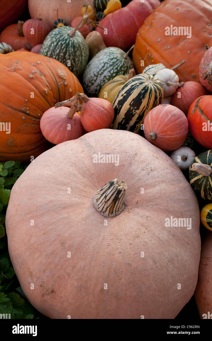 Variété de courges, citrouilles et courges courges dans une ferme en Angleterre, Royaume-Uni. Photo:Jeff Gilbert Banque D'Images