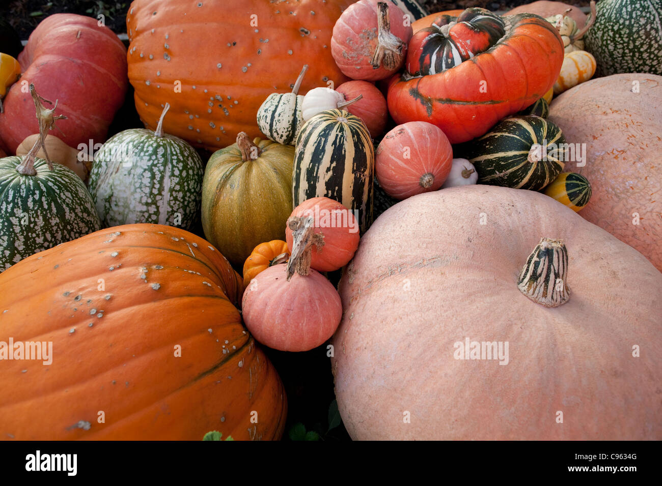 Variété de courges, citrouilles et courges courges dans une ferme en Angleterre, Royaume-Uni. Photo:Jeff Gilbert Banque D'Images