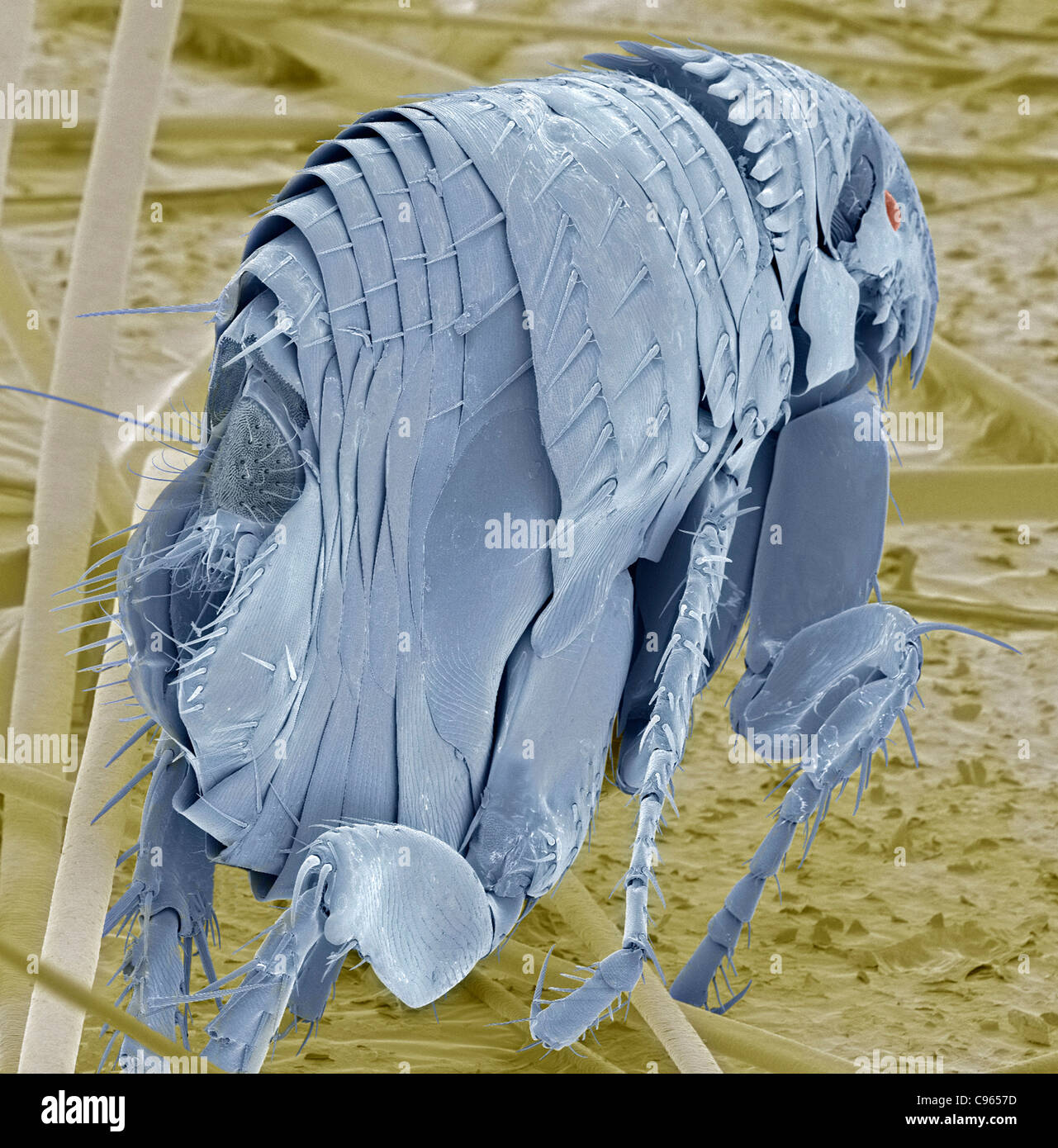 Puces de chat, SEM Banque D'Images