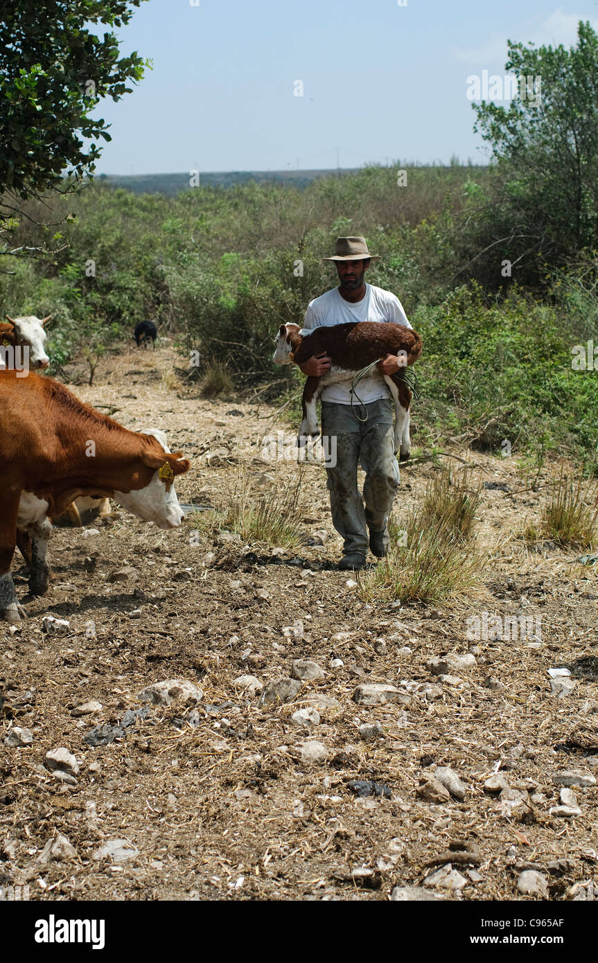 L'élevage des bovins en Israël, sur le Mont Carmel Farmer s'occupent d'un veau nouveau-né Banque D'Images