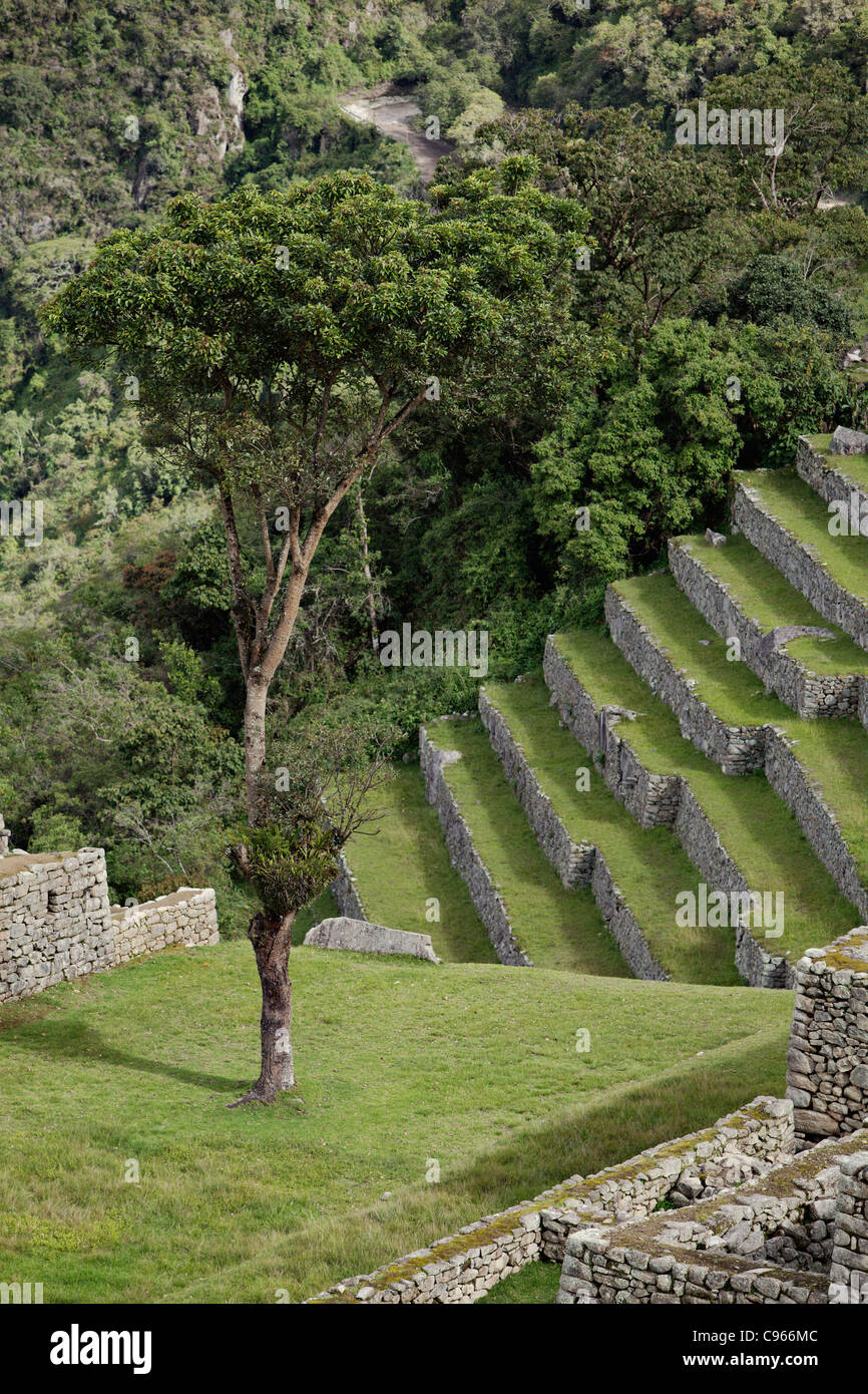 Ancienne ruines Incas de Machu Picchu, site touristique le plus connu dans la région de montagnes des Andes, au Pérou. Banque D'Images