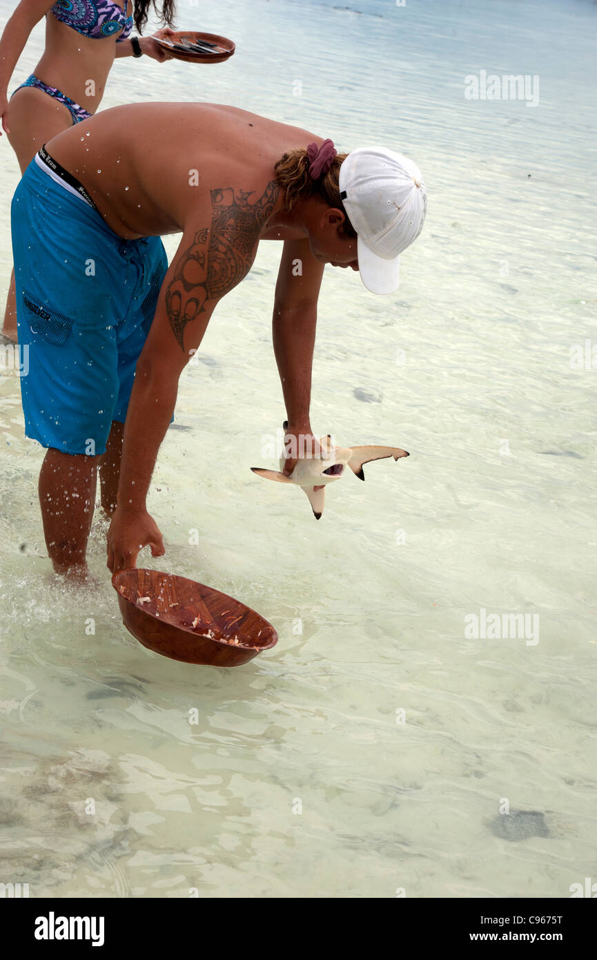 Polynésie Française Rangiroa tuamotu Pacifique requin Banque D'Images