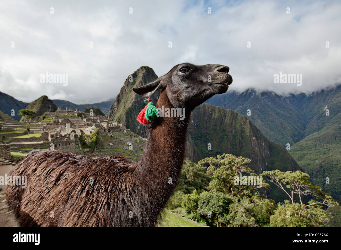 Llama les anciennes ruines Incas de Machu Picchu, site touristique le plus connu dans la région de montagnes des Andes, au Pérou. Banque D'Images