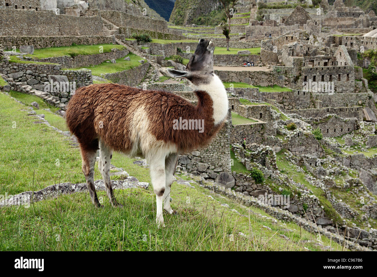 Llama les anciennes ruines Incas de Machu Picchu, site touristique le plus connu dans la région de montagnes des Andes, au Pérou. Banque D'Images