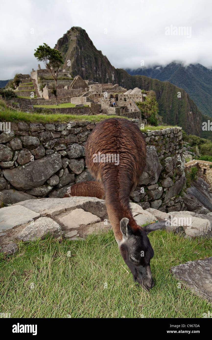 Llama les anciennes ruines Incas de Machu Picchu, site touristique le plus connu dans la région de montagnes des Andes, au Pérou. Banque D'Images