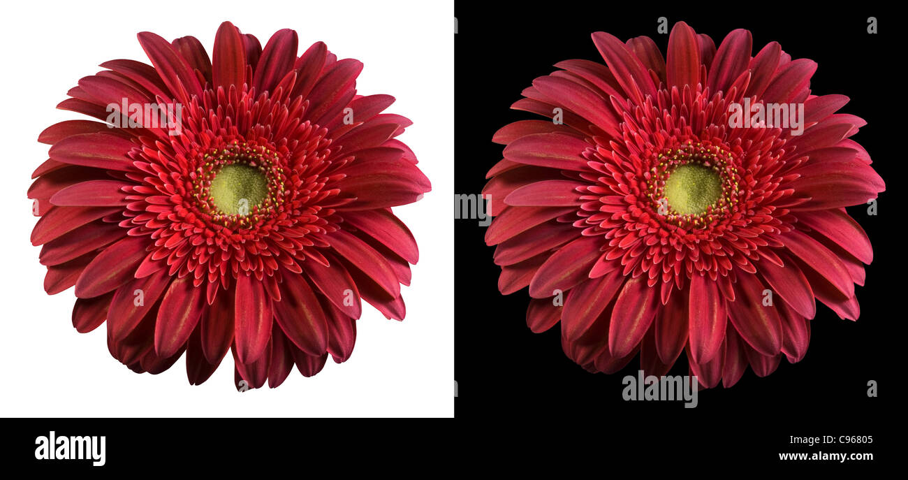 Bourgogne flower isolated tant sur les plans en noir et blanc. Inclus chemin de détourage, de sorte que vous pouvez facilement le découper et le placer sur le dessus d'un dessin ou modèle. Banque D'Images