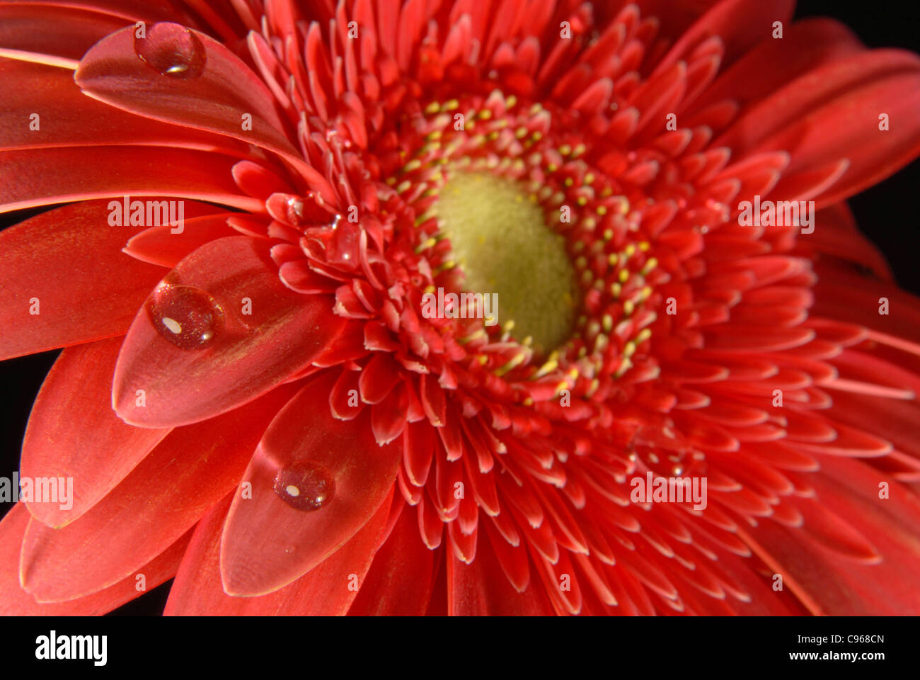 Gerbera rouge texture fleurs close up avec peu d'eau gouttes sur fond noir. Banque D'Images
