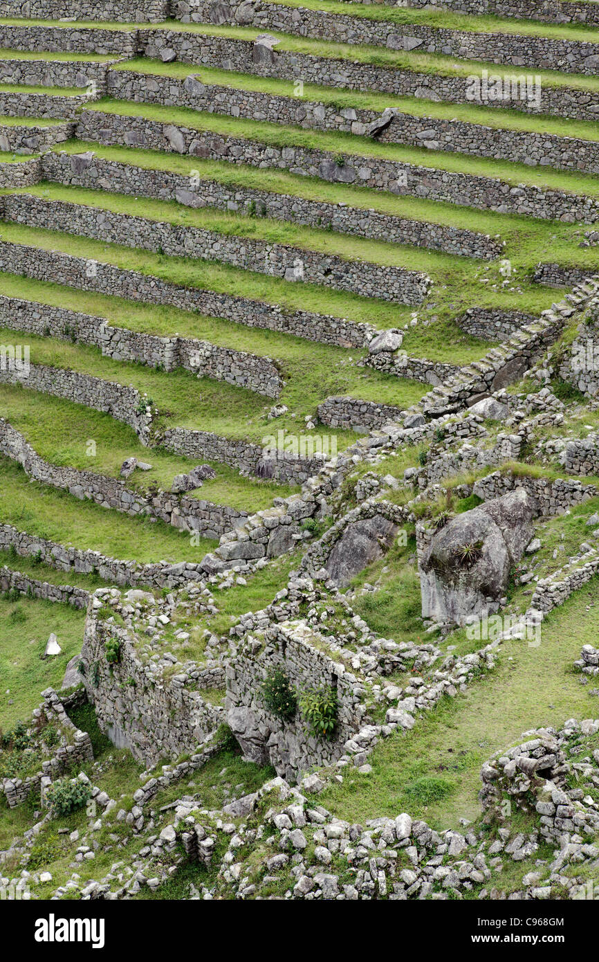 Les terrasses de culture à l'ancienne ruines Incas de Machu Picchu, site touristique le plus connu dans la région de montagnes des Andes, au Pérou. Banque D'Images