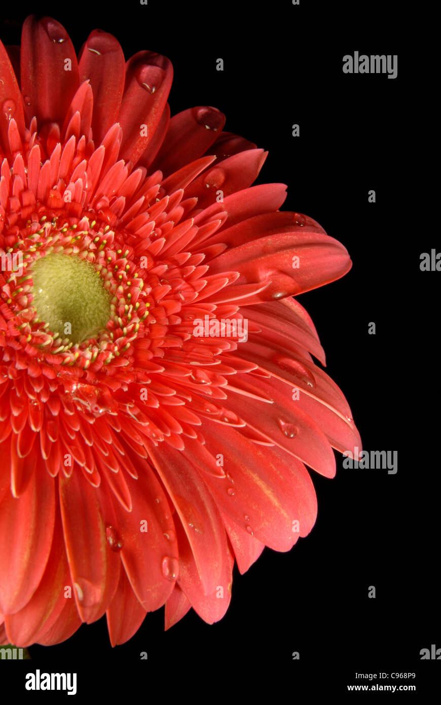 Une fleur gerbera rouge avec peu d'eau gouttes sur fond noir. Banque D'Images