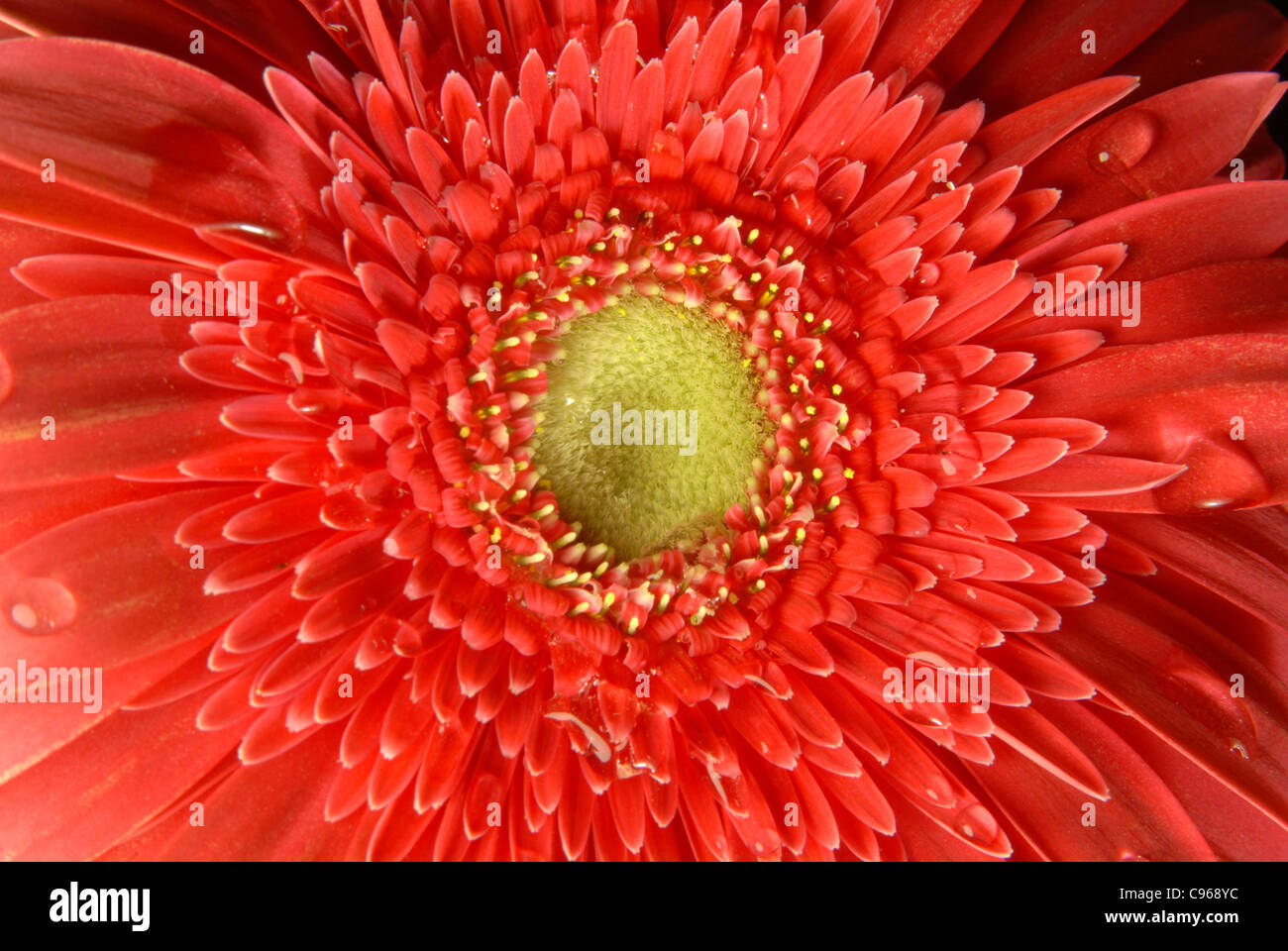 Fleur gerbera rouge close up avec peu d'eau gouttes sur fond noir. Banque D'Images