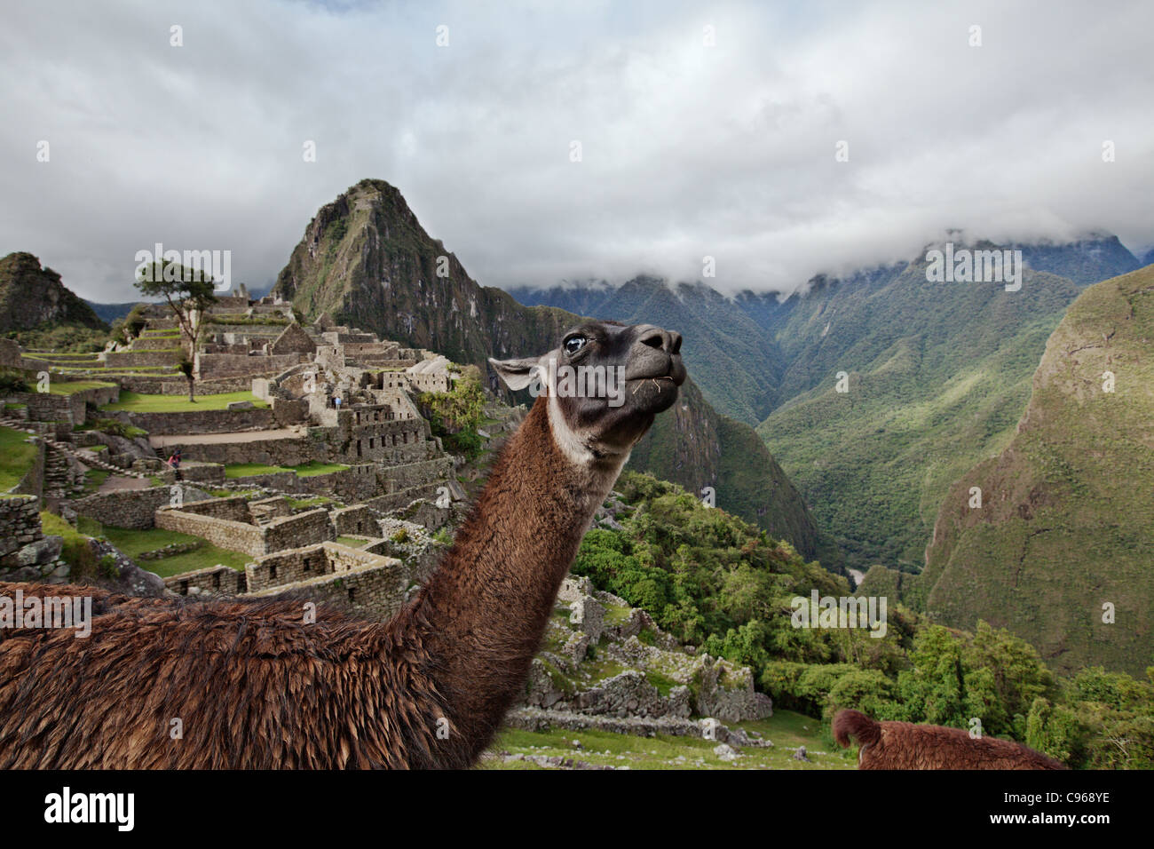 Llama les anciennes ruines Incas de Machu Picchu, site touristique le plus connu dans la région de montagnes des Andes, au Pérou. Banque D'Images