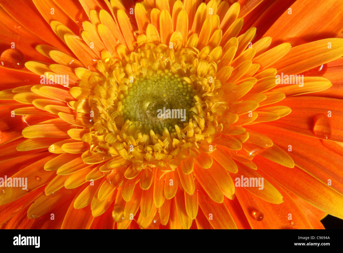 Gerbera Orange texture fleurs close up avec peu d'eau gouttes sur fond noir. Banque D'Images
