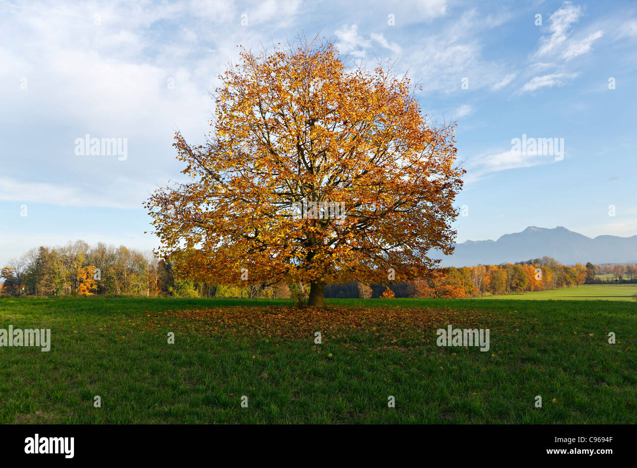 Arbre d'automne Paysage, Chiemgau Haute-bavière Allemagne Banque D'Images