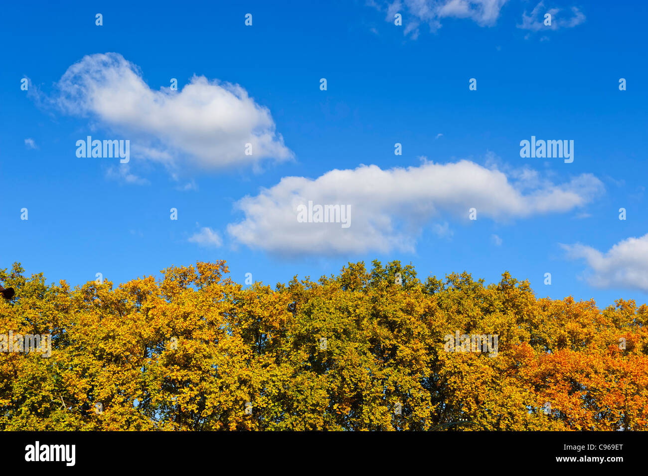Les arbres d'automne et ciel bleu avec des nuages Banque D'Images