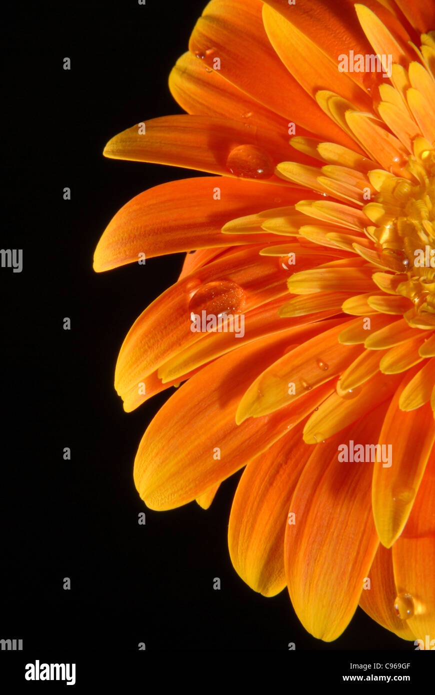 Un gerbera orange fleur avec peu d'eau gouttes sur fond noir. Banque D'Images