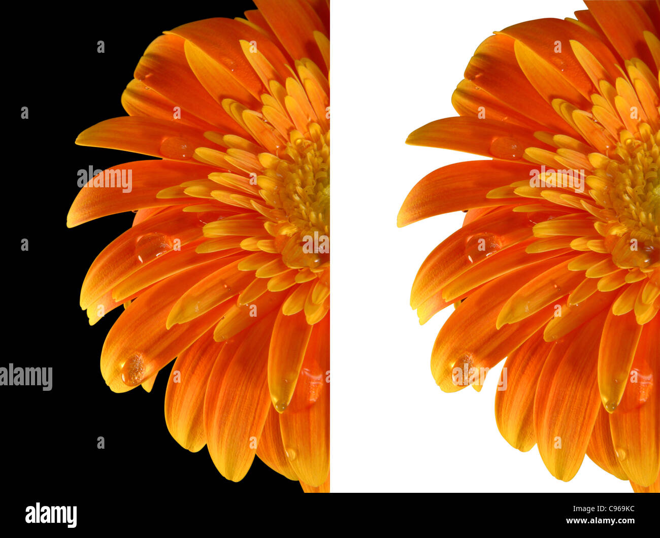 La moitié d'un gerbera flower isolated jaune sur noir et blanc. Inclus chemin de détourage, de sorte que vous pouvez facilement le découper et le placer sur le dessus d'un dessin ou modèle. Banque D'Images