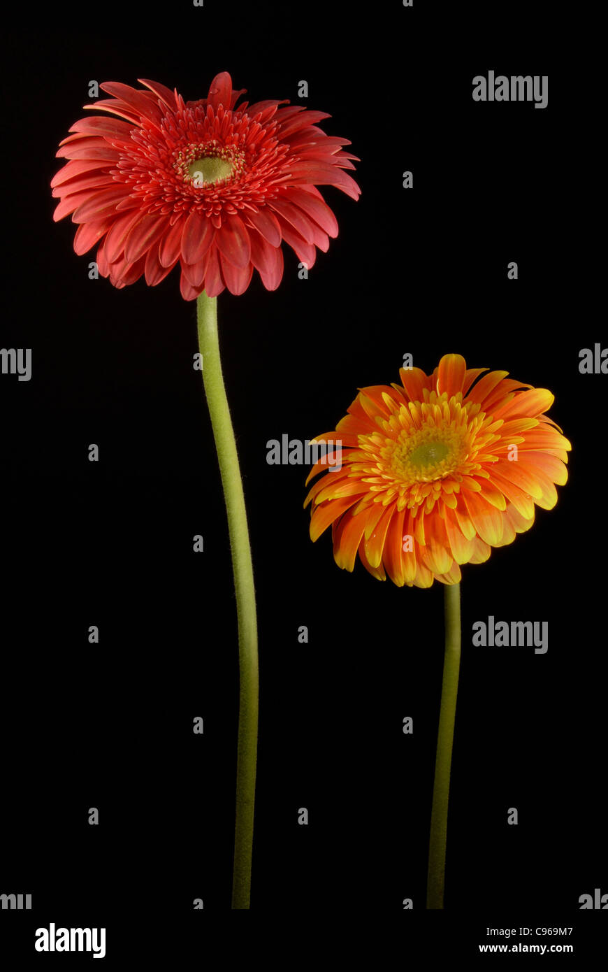 Les gerberas orange et rouge des fleurs sur fond noir. Banque D'Images
