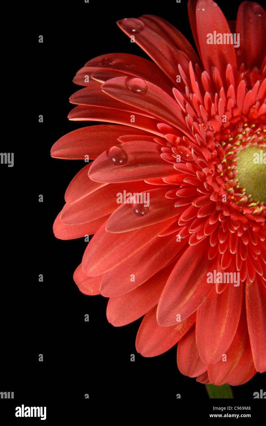 Gerbera rouge avec peu d'eau gouttes sur fond noir. Banque D'Images