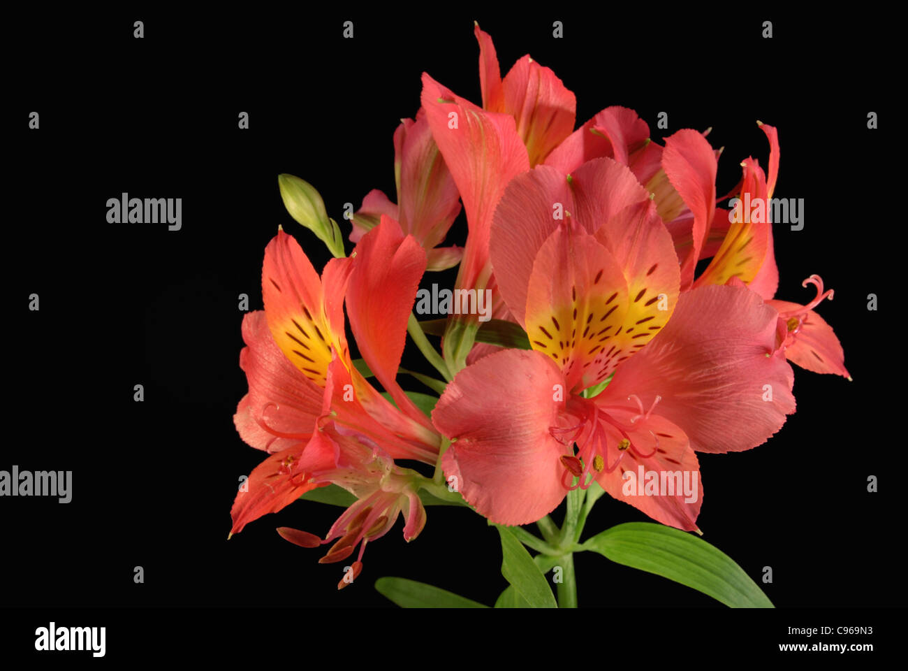 Fleurs de Lys rouge close up sur fond noir. Banque D'Images