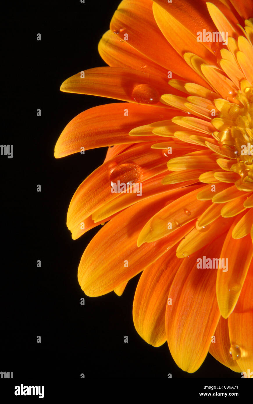 Un gerbera orange fleur avec peu d'eau gouttes sur fond noir. Banque D'Images