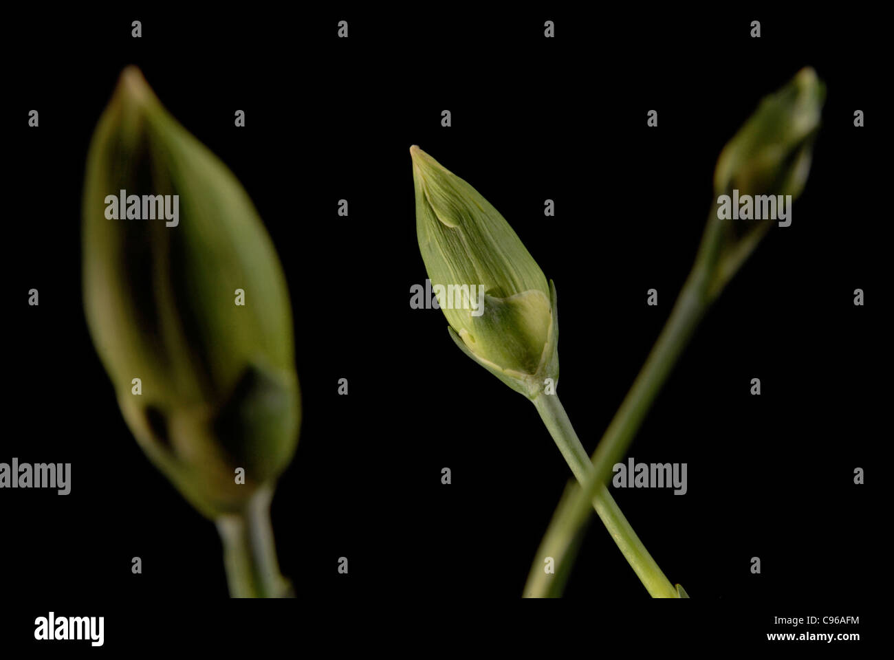 Trois sportifs bud flower close up sur fond noir. L'accent sur l'appareil photo derrière tout objet plan. Banque D'Images